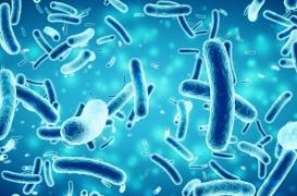 La pollution fécale humaine serait à l'origine de la résistance bactérienne
