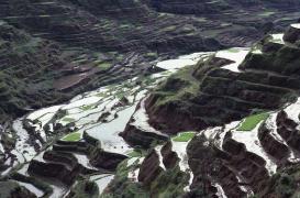 Cuire le riz au percolateur pour le détoxifier !