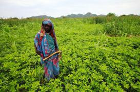 Faim dans le monde : le changement climatique va accélérer le processus