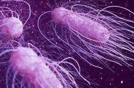 Un test ADN permet de retracer l'origine des intoxications alimentaires à la salmonelle