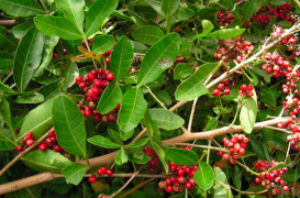 Antibiorésistance : les possibles vertus des baies roses