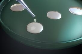 PMA pour toutes : l'aboutissement d'un long parcours 