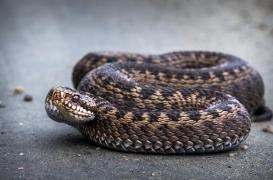 Un serpent responsable de deux cas de syndrome des loges