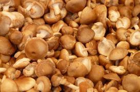 Shiitaké : consommer cru comporte des risques