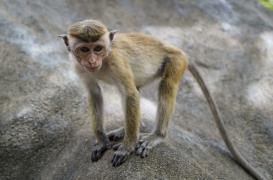 Sommeil : pourquoi les hommes dorment moins que les singes