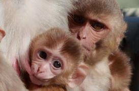 Sida : un vaccin  protecteur efficace