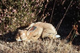 Les vertus anti-cancéreuses du virus de la myxomatose 