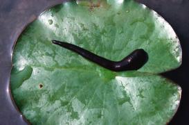 Une sangsue vivante retrouvée dans la gorge d’un enfant