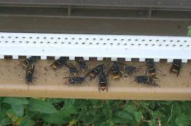 Finistère : un homme meurt, piqué par des frelons asiatiques