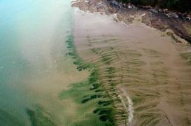 Mort d’un joggeur : la piste des algues vertes relancée
