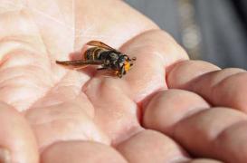 Frelon asiatique : découverte d'une plante carnivore friande de l'insecte 