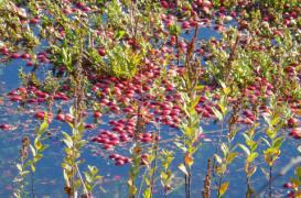 Infections urinaires : la canneberge aussi efficace que les antibiotiques