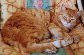 Avoir un chat peut influer sur les résultats scolaires