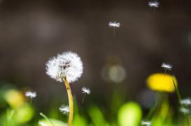 Allergies :  toute la France envahie par les pollens de graminées