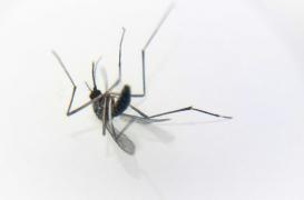 Malaria : un nouveau médicament pour un dollar