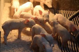 Greffe d’organe : les cochons génétiquement modifiés suscitent l’espoir