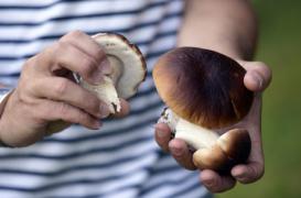Champignons : les conseils pour éviter l'intoxication