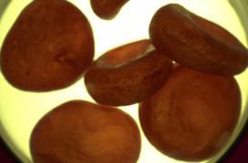 Le sang artificiel bientôt testé sur l'humain