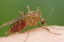 Climat : le réchauffement favorise l'expansion du moutique tigre