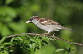 Malbouffe : les moineaux urbains menacés d'obésité