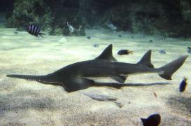 Poisson-scie : comment il se reproduit sans fécondation