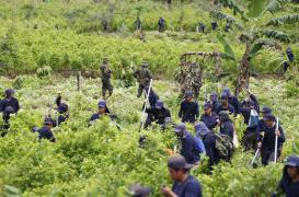 Drogue : la Colombie interdit la pulvérisation de pesticides