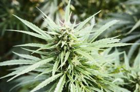 Cannabis thérapeutique : des bienfaits remis en cause