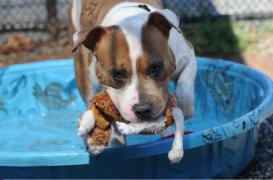 Premier cas de peste transmis à l’homme par un chien