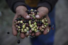 Le régime méditerranéen ralentit le vieillissement cérébral