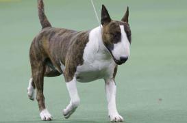 Rage : un chien infecté sème le trouble dans la Loire