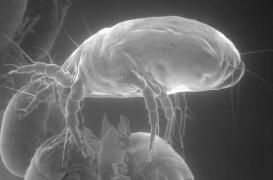 Asthme, gastro : les acariens, responsables de plusieurs maladies