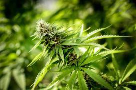 Légalisation du cannabis : des effets sur les enfants 