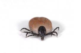 Maladie de Lyme : mal évaluée et mal traitée