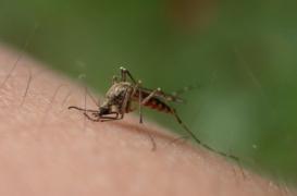 L'OMS veut éradiquer le paludisme avant 2030