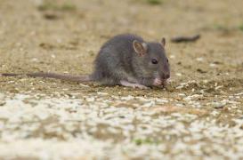Peste : un deuxième touriste infecté au parc de Yosemite