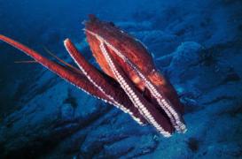 Chirurgie : un robot inspiré des tentacules du poulpe