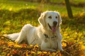 Rage : une maladie mortelle encore mal connue