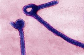 Ebola : les relations sexuelles déconseillées 