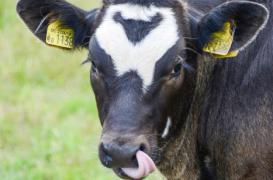 Un nouveau cas de maladie de la vache folle en Irlande 