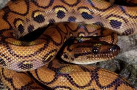 Anti-venin :  l'arrêt de la production menace des milliers de personnes