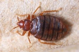 CHU de Nantes : des punaises de lits infestent les urgences 