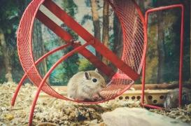 Le même gène contrôle l'envie de manger et de faire du sport