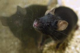 Des chercheurs prolongent l'espérance de vie en bonne santé de souris
