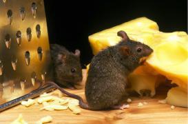 Implanter de la graisse brune pour réduire le poids