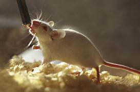 Des souris sourdes retrouvent l'ouïe grâce à la thérapie génique