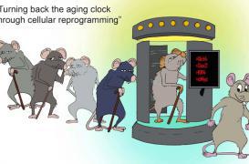 Des chercheurs  reprogramment des cellules de souris pour les rajeunir