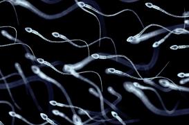 Covid-19 : peut-elle affecter le sperme des hommes et avoir des effets sur le système immunitaire de futurs enfants?