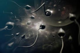 Une puberté précoce altère la qualité de sperme