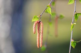 Allergies : encore des quantités importantes de bouleau 