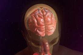 Décès d’une fillette de la méningite à Evreux : comment les méninges s’infectent-elles ?